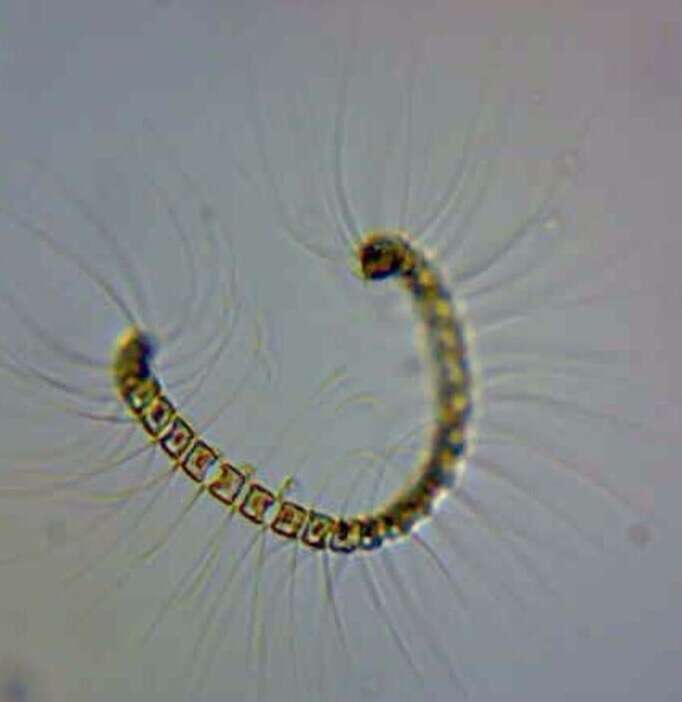 صورة Chaetoceros debilis