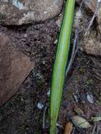 Image de Elaphoglossum acrostichoides (Hook. & Grev.) Schelpe