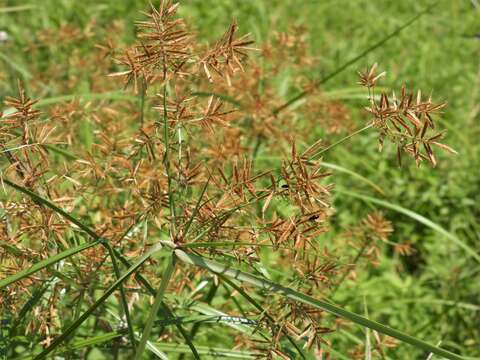 Image of Lean Flat Sedge