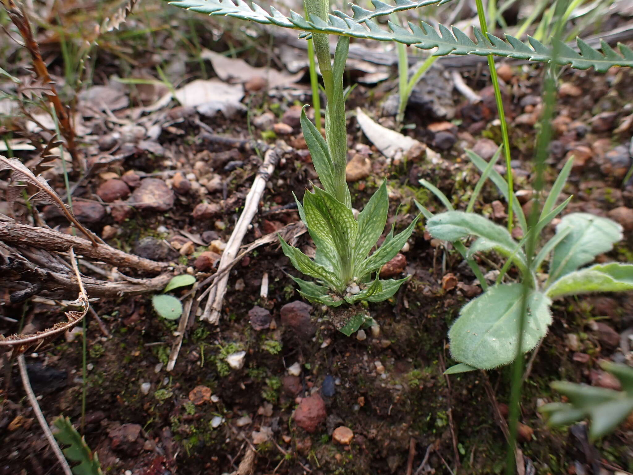 Image of Bird orchid