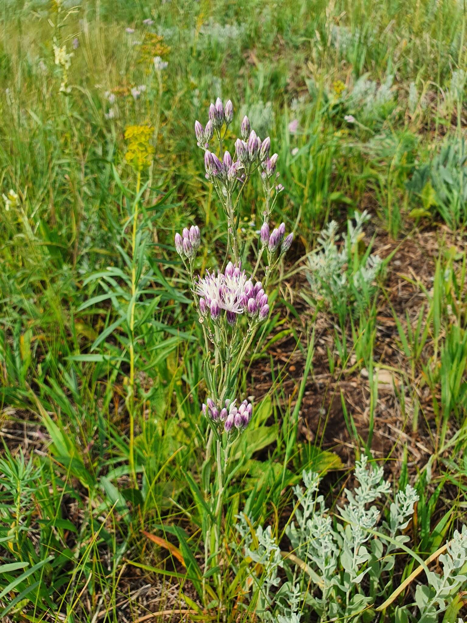 Image of Jurinea multiflora (L.) B. Fedtsch.