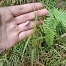 Imagem de Dendrobium leptocladum Hayata