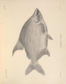 Image of Lake Turkana citharine