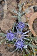 Imagem de Eryngium ovinum A. Cunn.