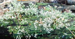 Image of cup lichen