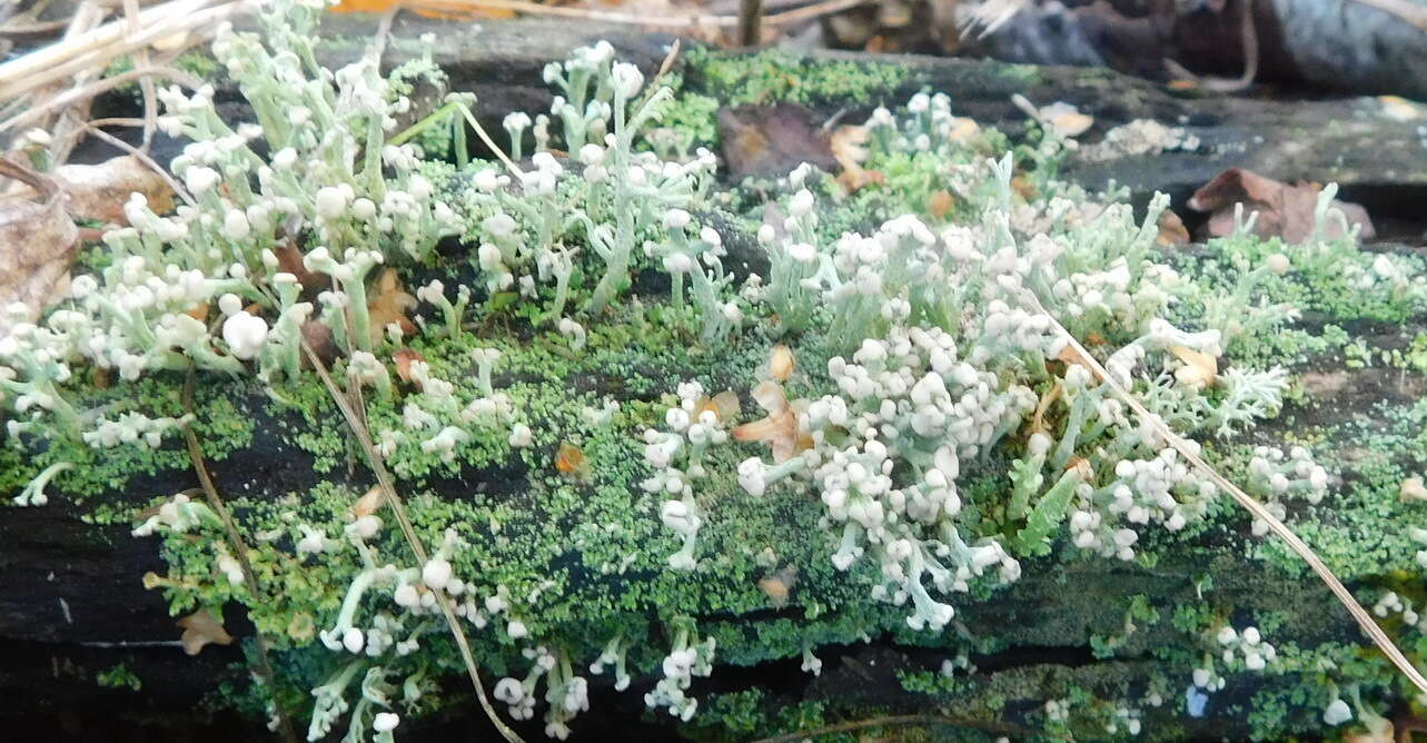 Image of cup lichen