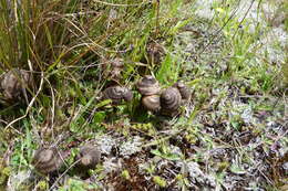 Image of Entoloma perzonatum E. Horak 1973