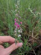 Image of Pleurophora saccocarpa Koehne