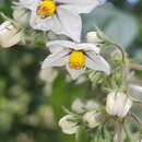 Image of Solanum concinnum Schott ex Sendtn.