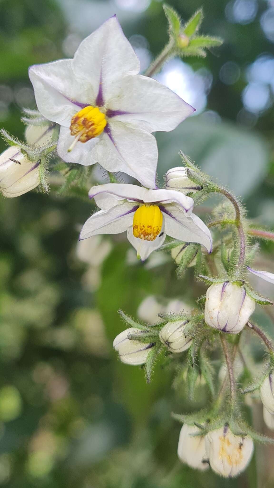 Image of Solanum concinnum Schott ex Sendtn.