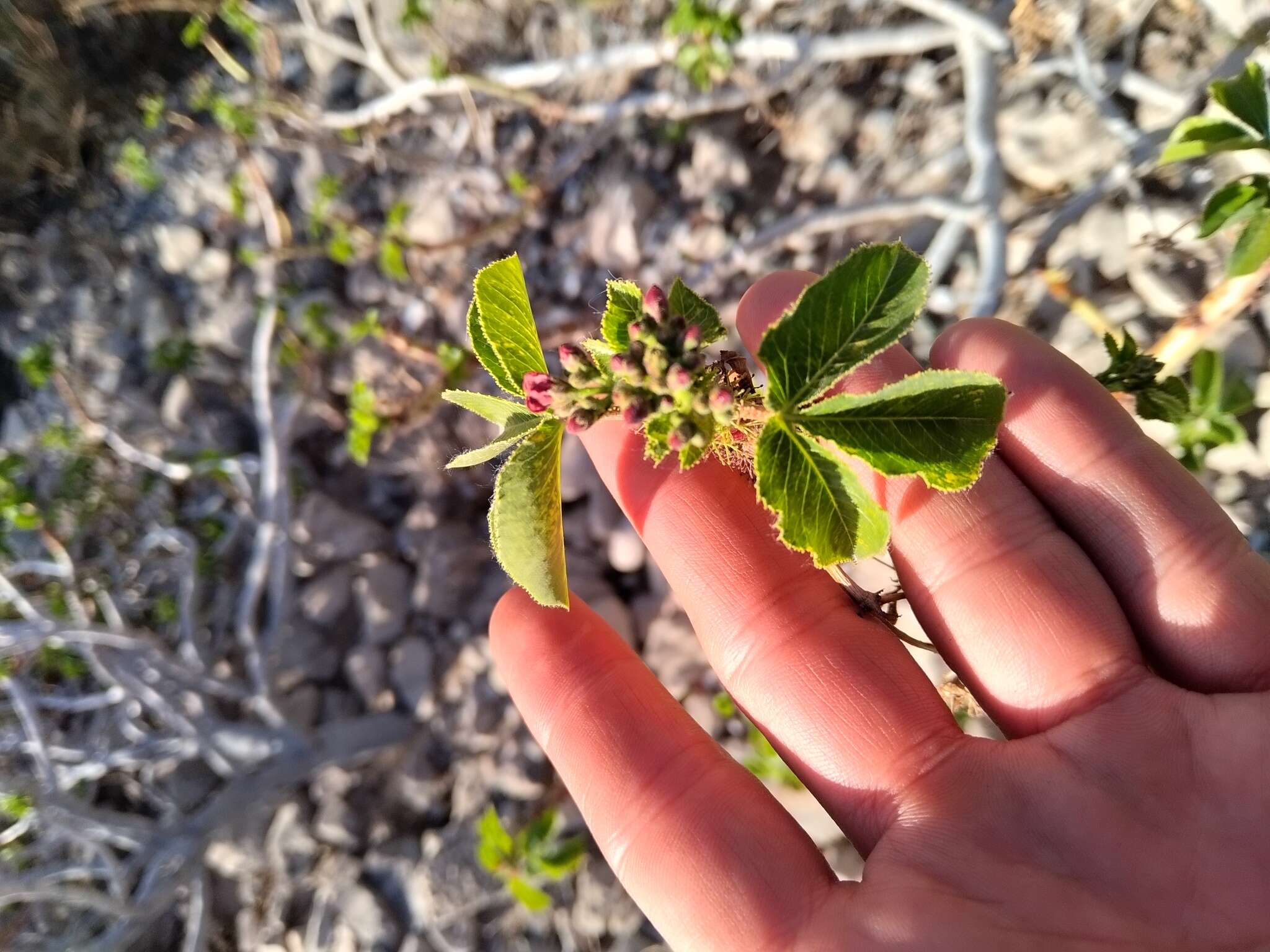 Sivun Jatropha excisa Griseb. kuva