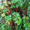 Image of cypress peperomia