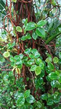 Image of cypress peperomia