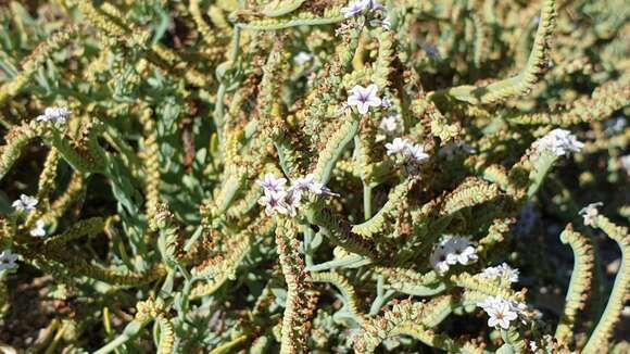 Image of seaside heliotrope