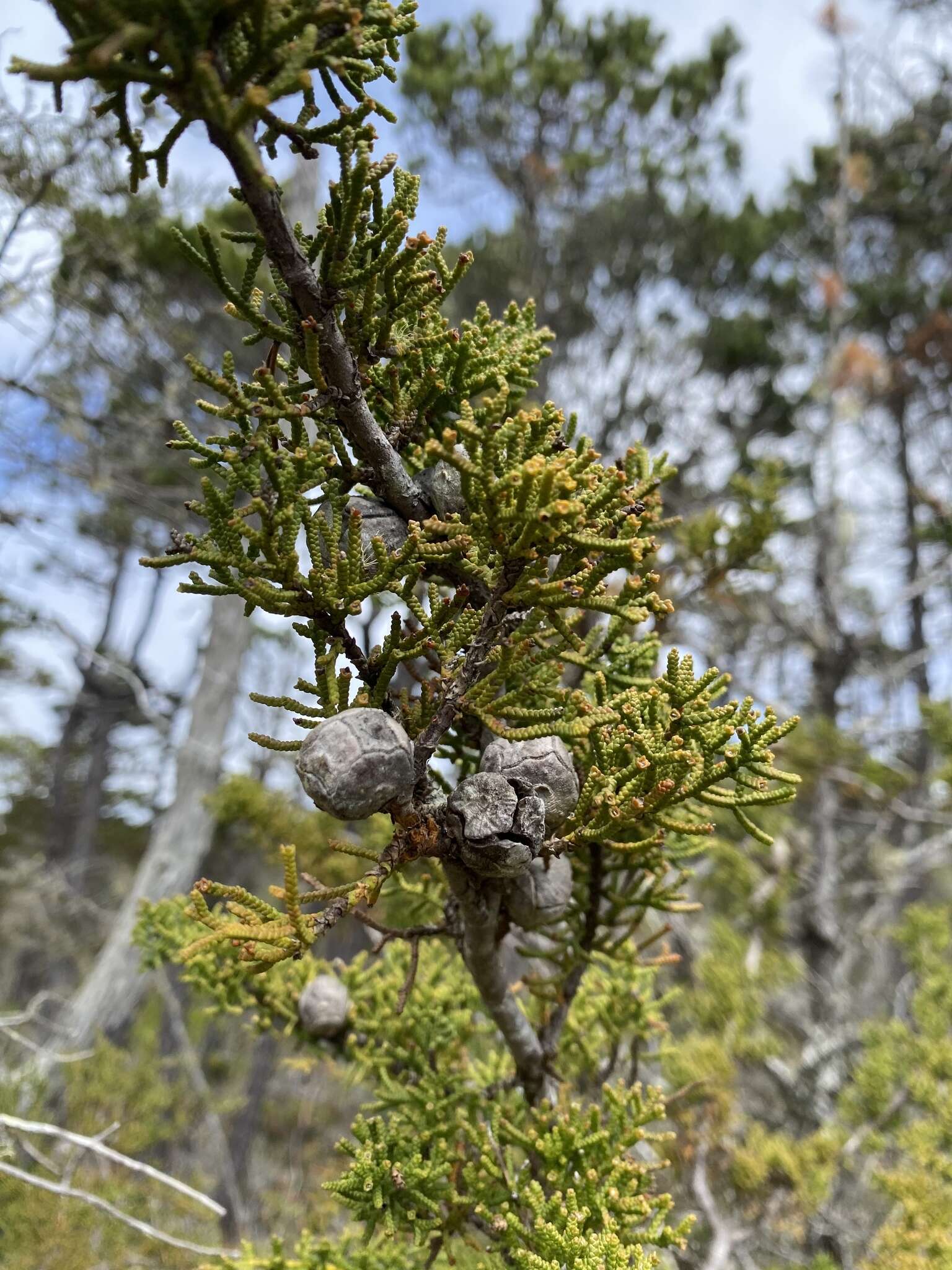 Image of Gowen cypress