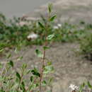 Image of Atraphaxis daghestanica (O. Lovelius) O. Lovelius