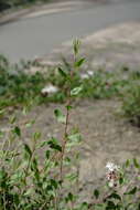 Image of Atraphaxis daghestanica (O. Lovelius) O. Lovelius