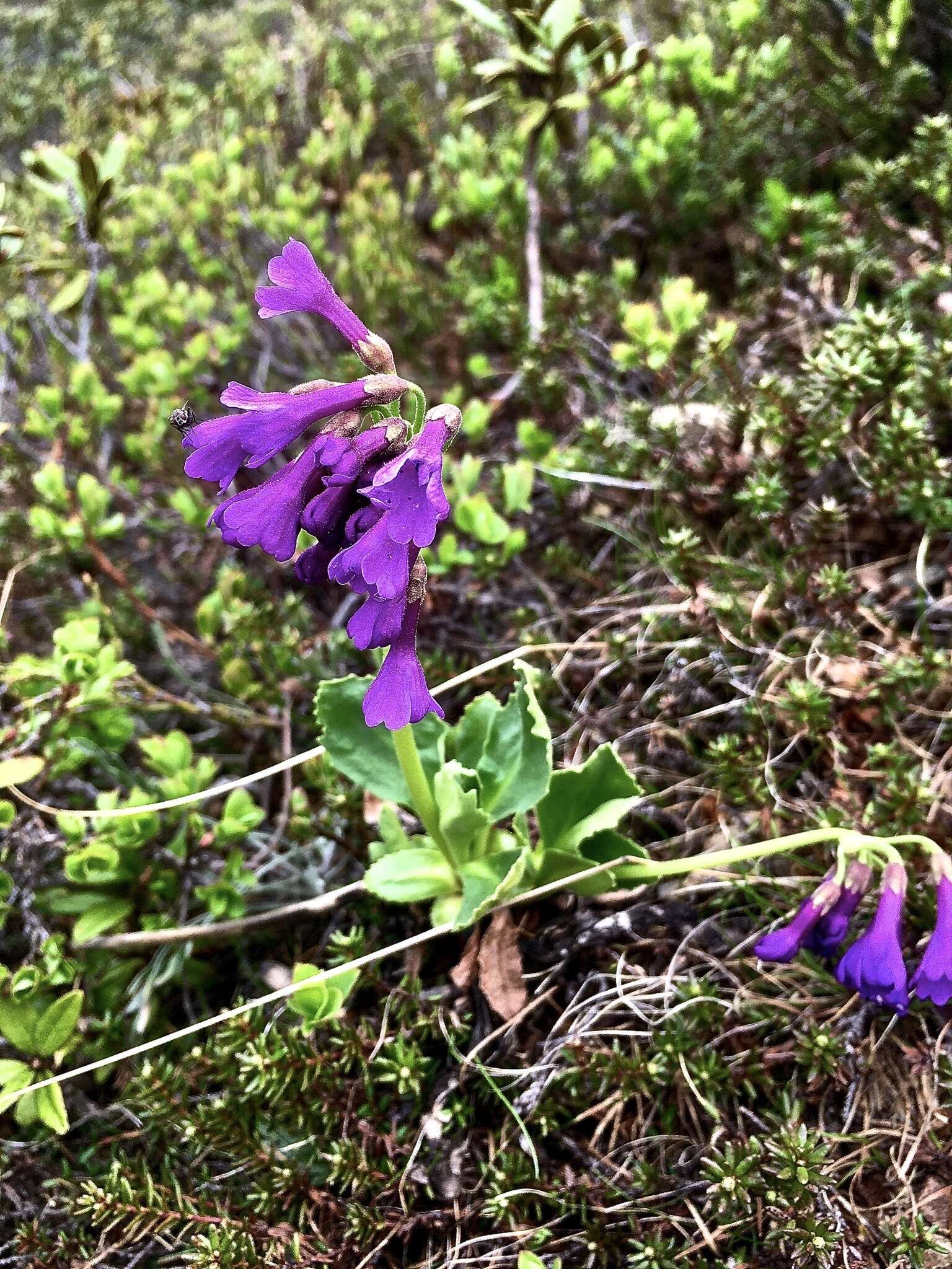 Primula latifolia subsp. graveolens (Hegetschw.) Rouy resmi