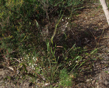 Image of Acacia willdenowiana H. L. Wendl.