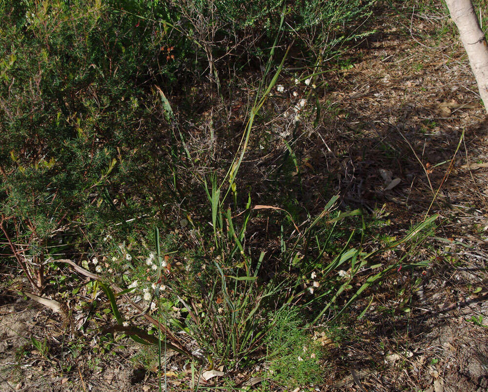 Plancia ëd Acacia willdenowiana H. L. Wendl.