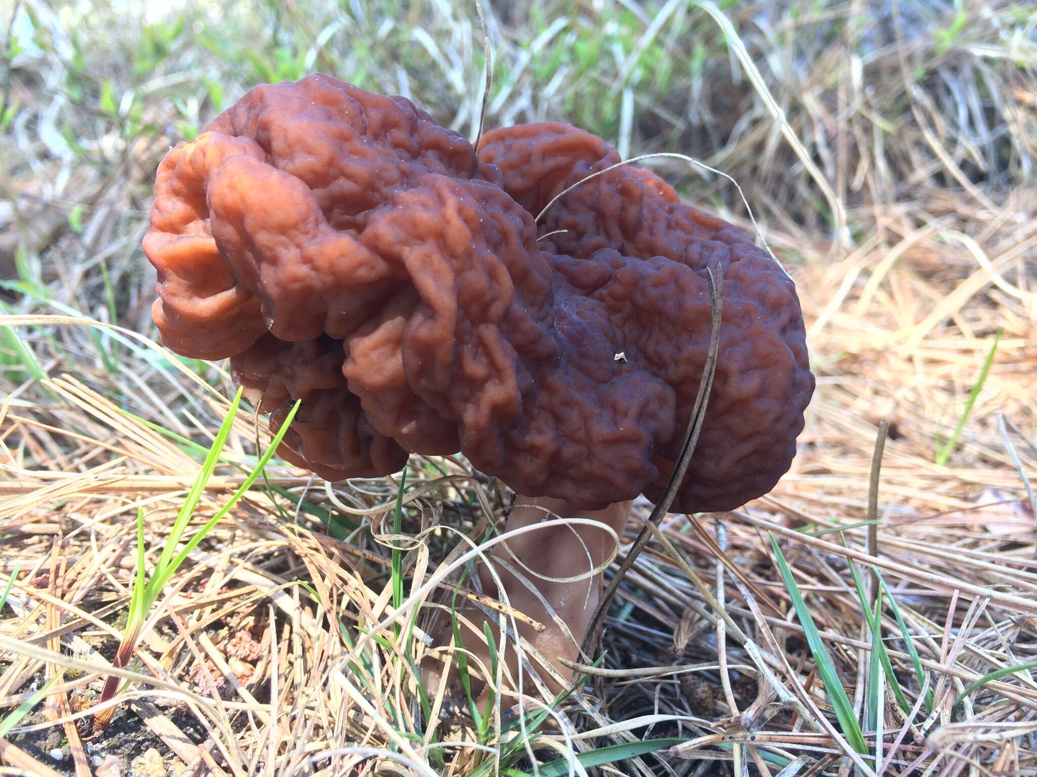 Imagem de Gyromitra esculenta (Pers.) Fr. 1849