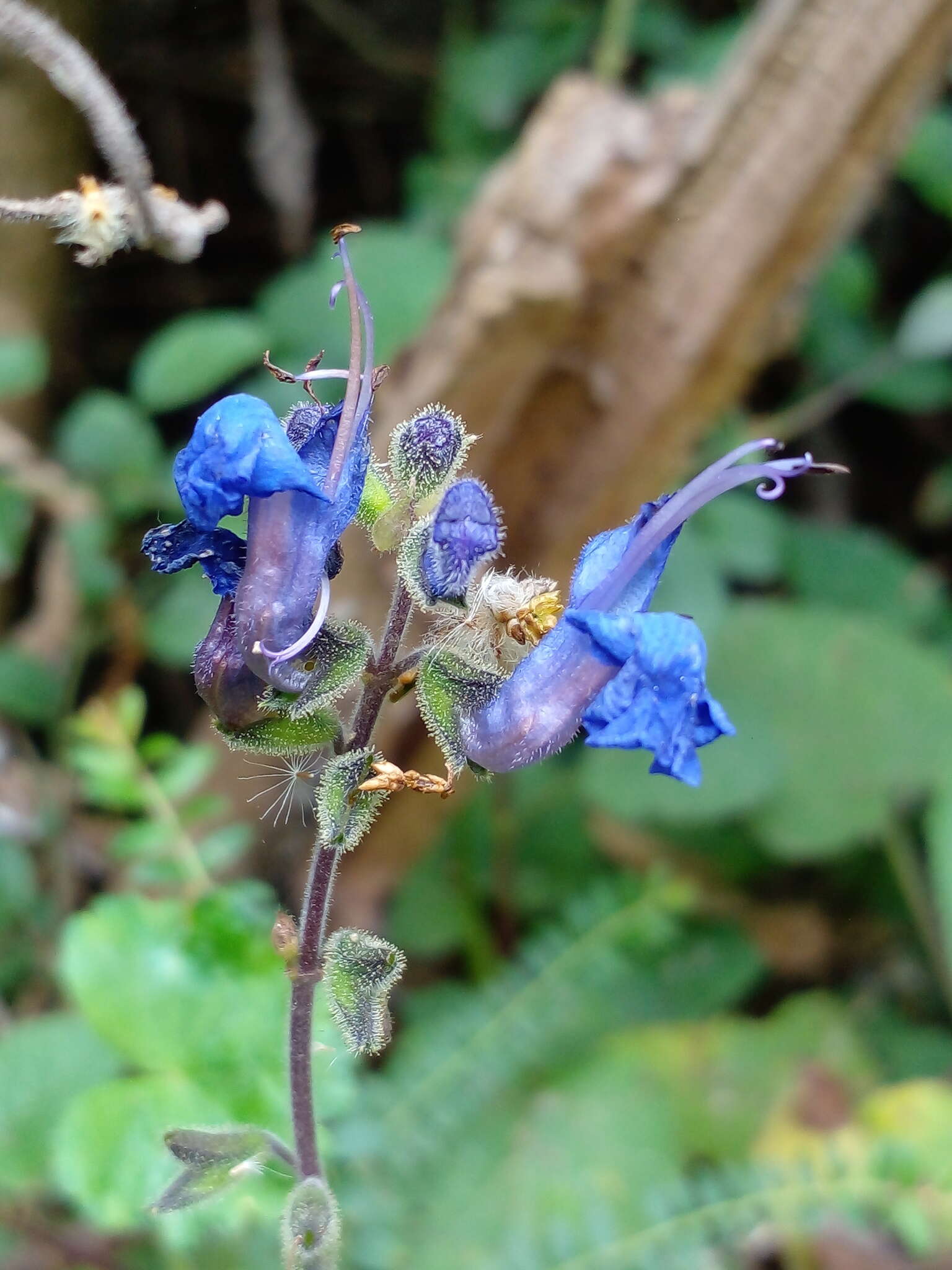 Salvia scutellarioides Kunth resmi