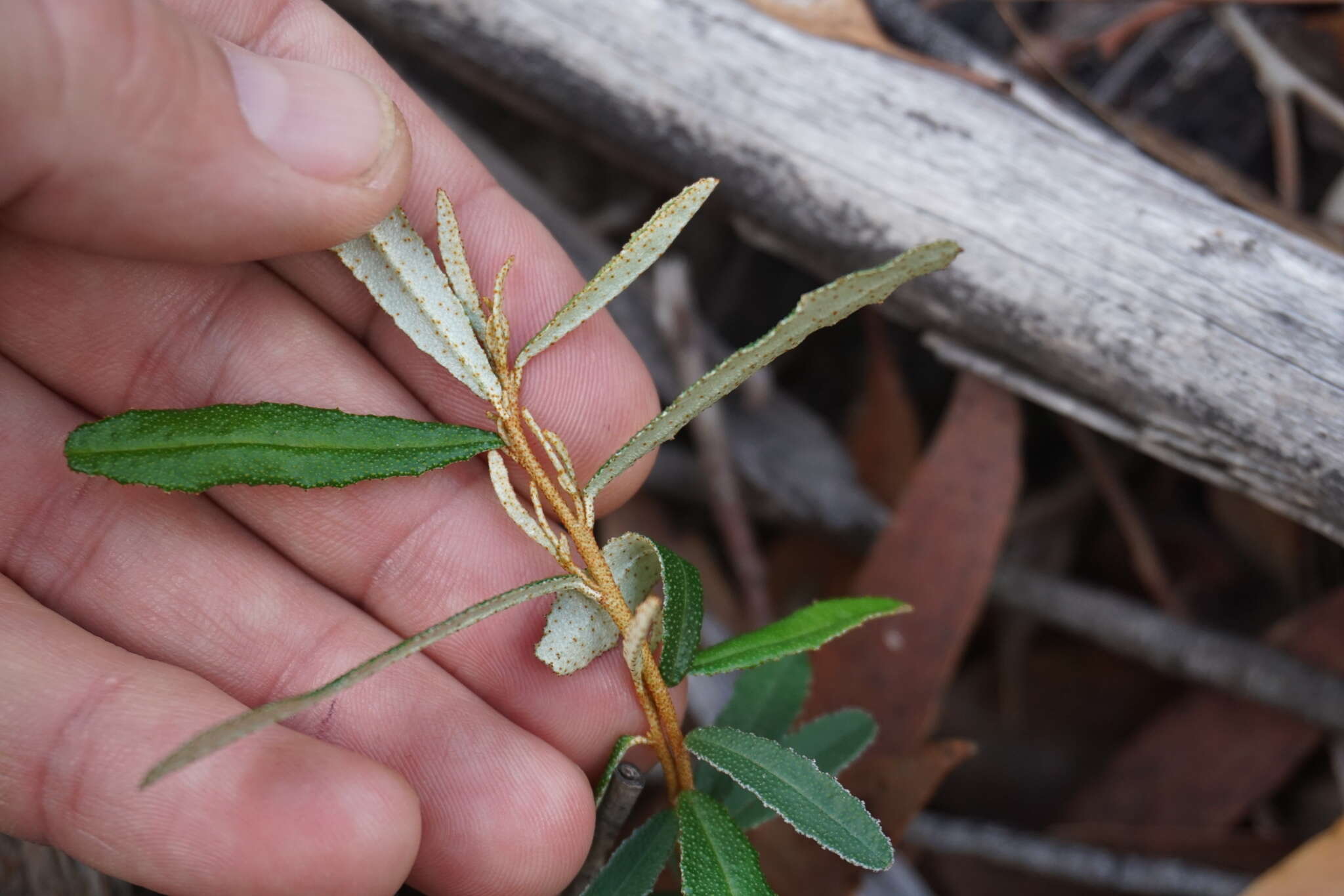 Image of Phebalium graniticola I. Telford & J. J. Bruhl