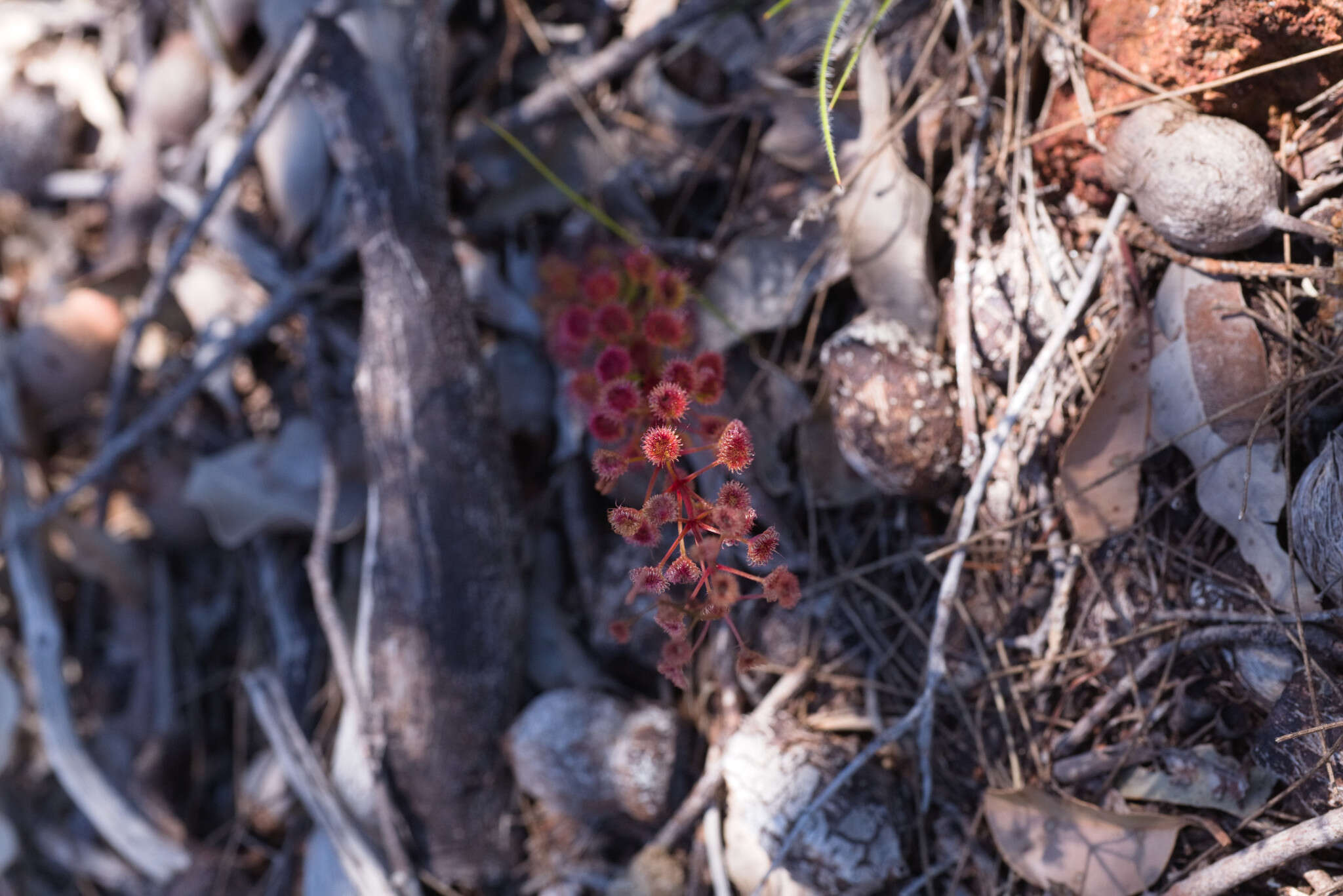 Image de Drosera stolonifera subsp. porrecta (Lehm.) N. Marchant & Lowrie