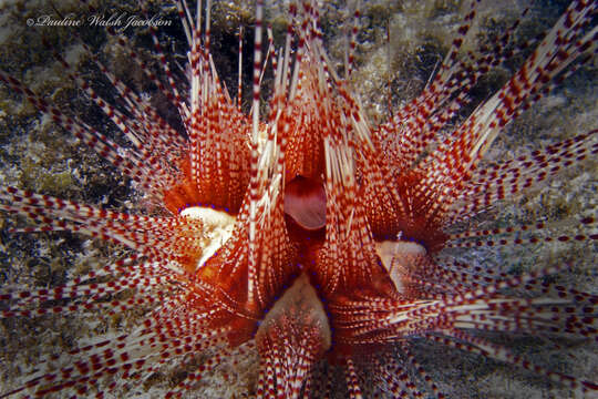 Image of Pale spine fire urchin