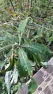 Image of Salix canariensis C. Sm. ex Link