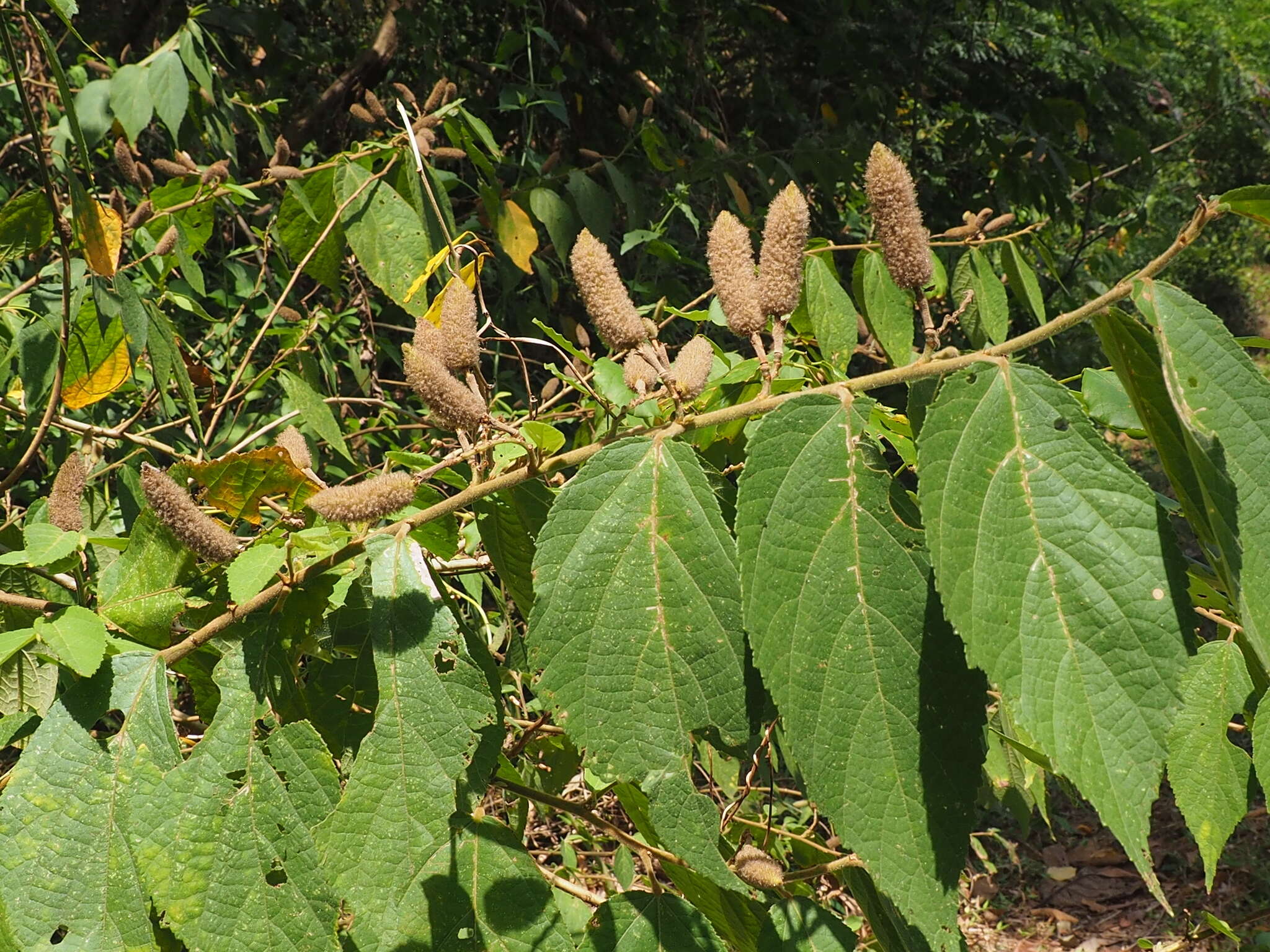 Image of Helicteres hirsuta Lour.