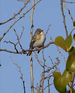 Setophaga coronata coronata (Linnaeus 1766) resmi