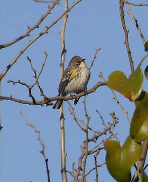 Image of Setophaga coronata coronata (Linnaeus 1766)