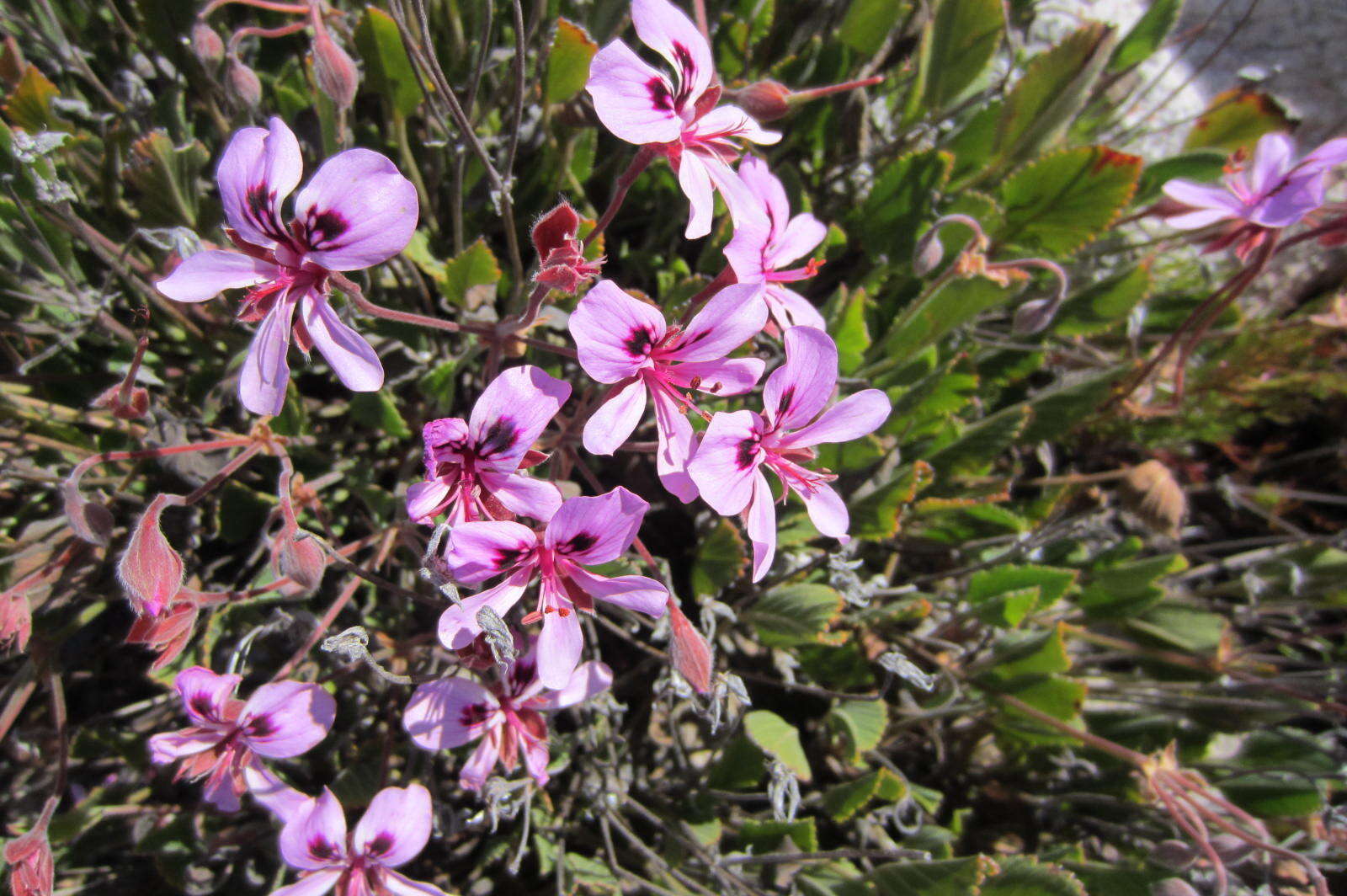 Image of Pelargonium ovale (Burm. fil.) L'Her.