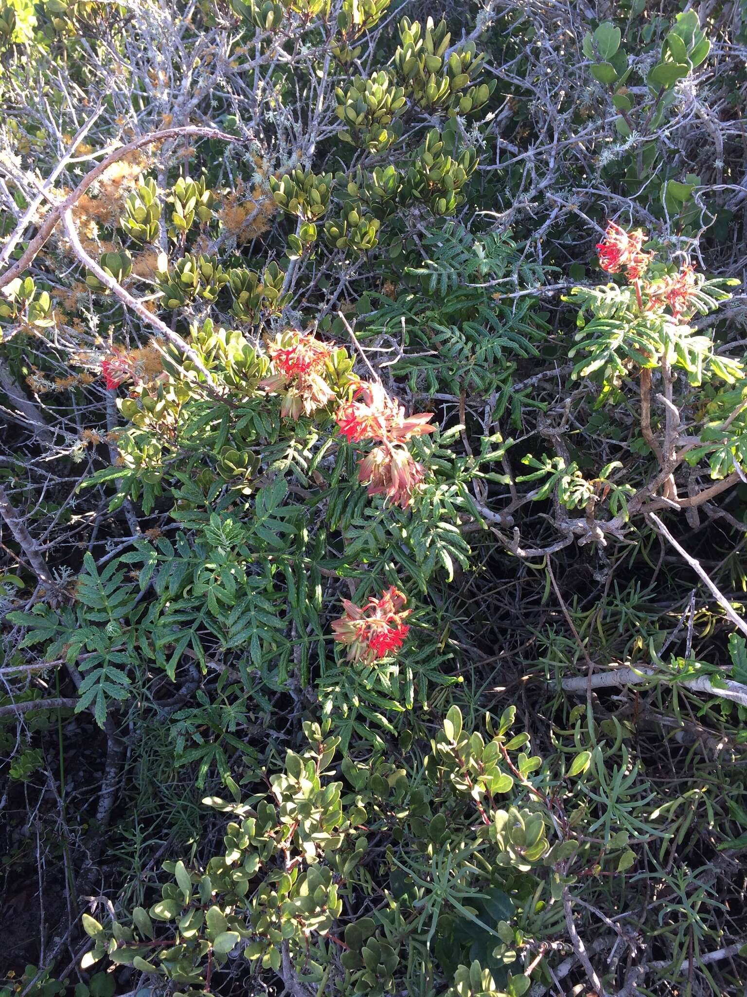 Image of Melianthus elongatus D. O. Wijnands