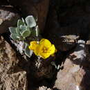 Image of Avery Peak twinpod