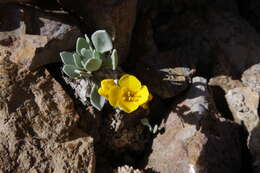 Image of Avery Peak twinpod