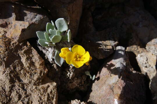 Physaria alpina Rollins resmi