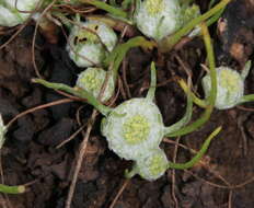 Image of Myriocephalus rhizocephalus (DC.) Benth.