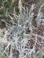 Image of beach wormwood