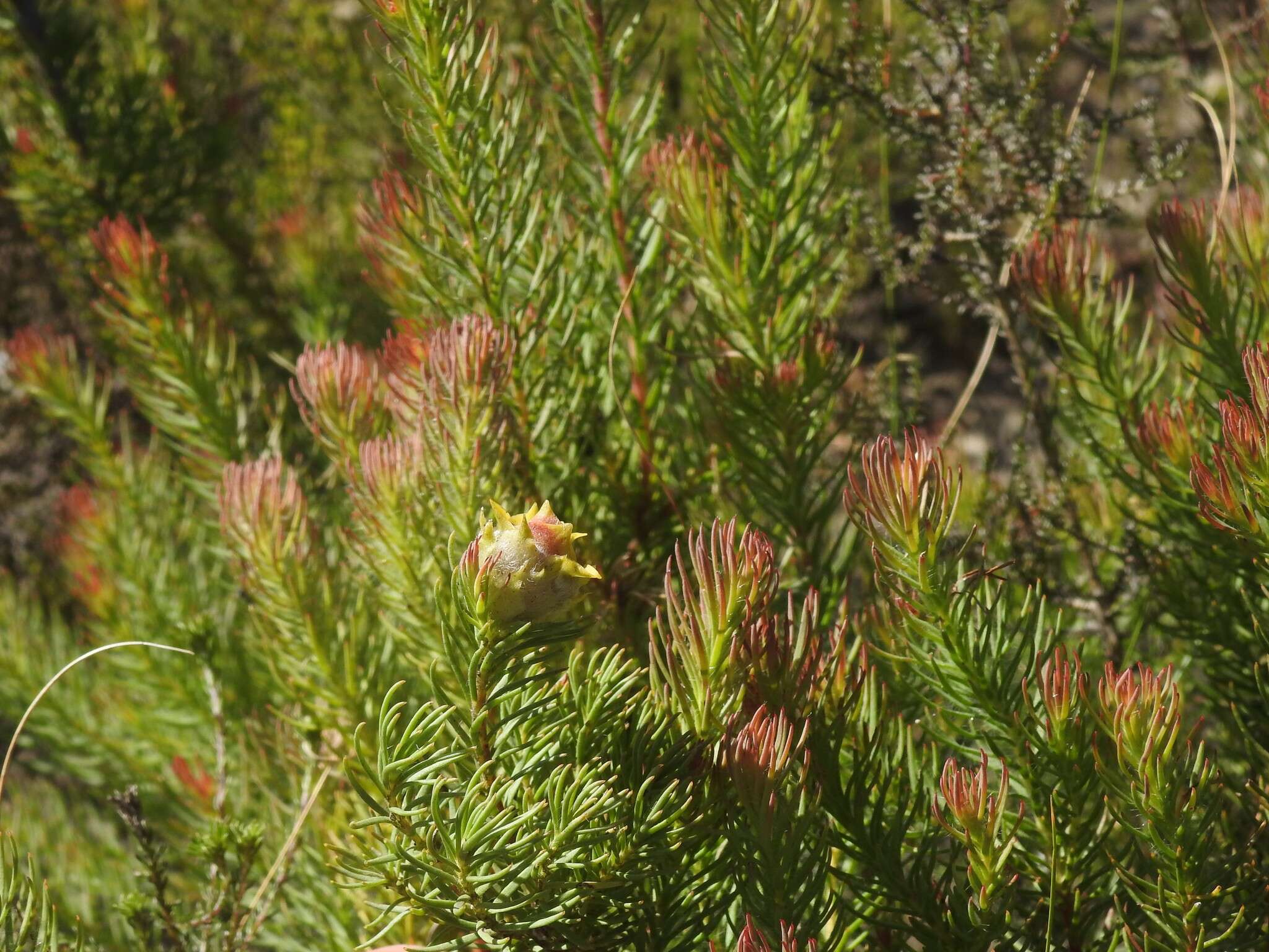 Image of Bredasdorp conebush