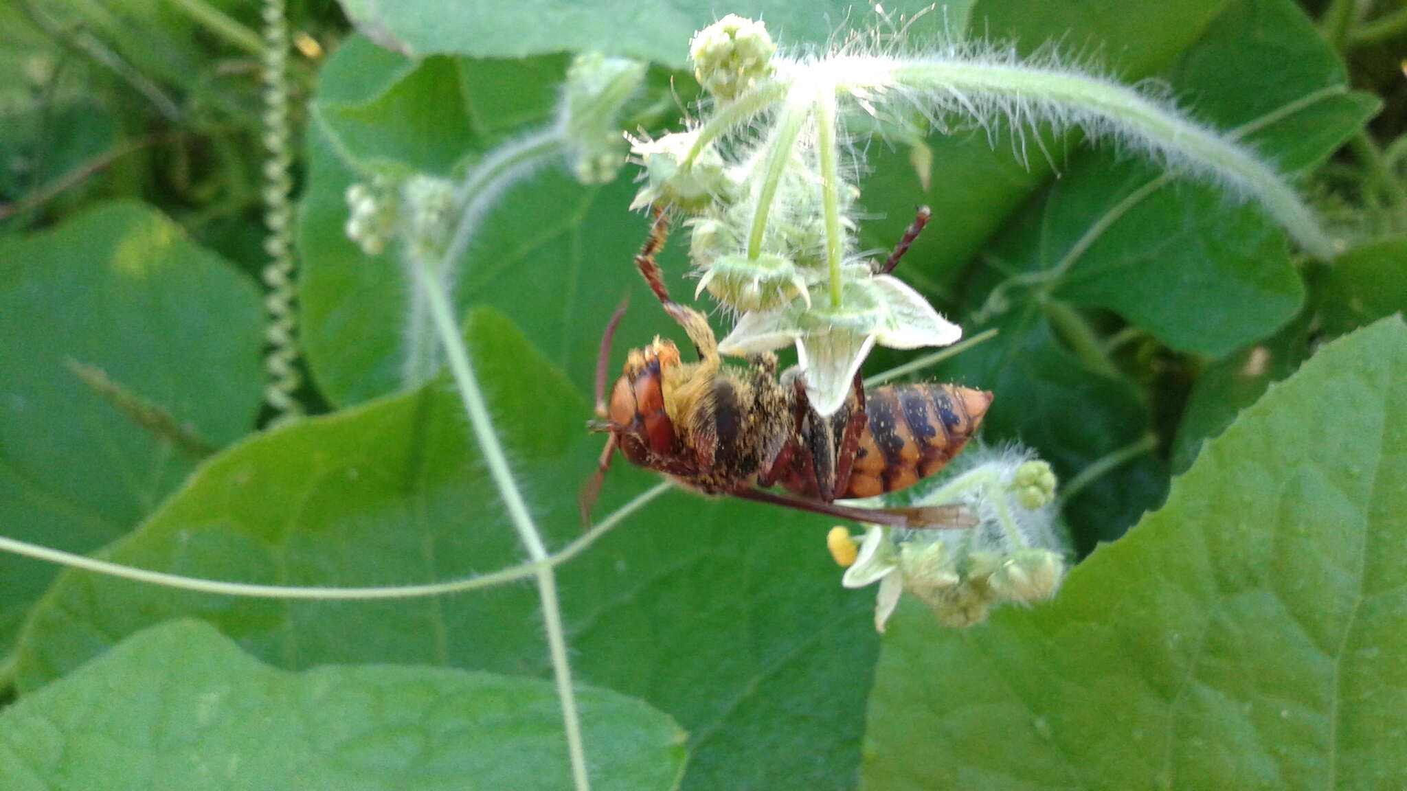 Image of <i>Vespa crabro flavofasciata</i>