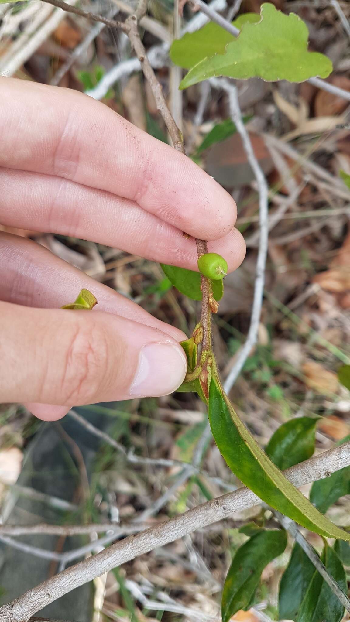 صورة Symplocos guianensis (Aubl.) Guerke