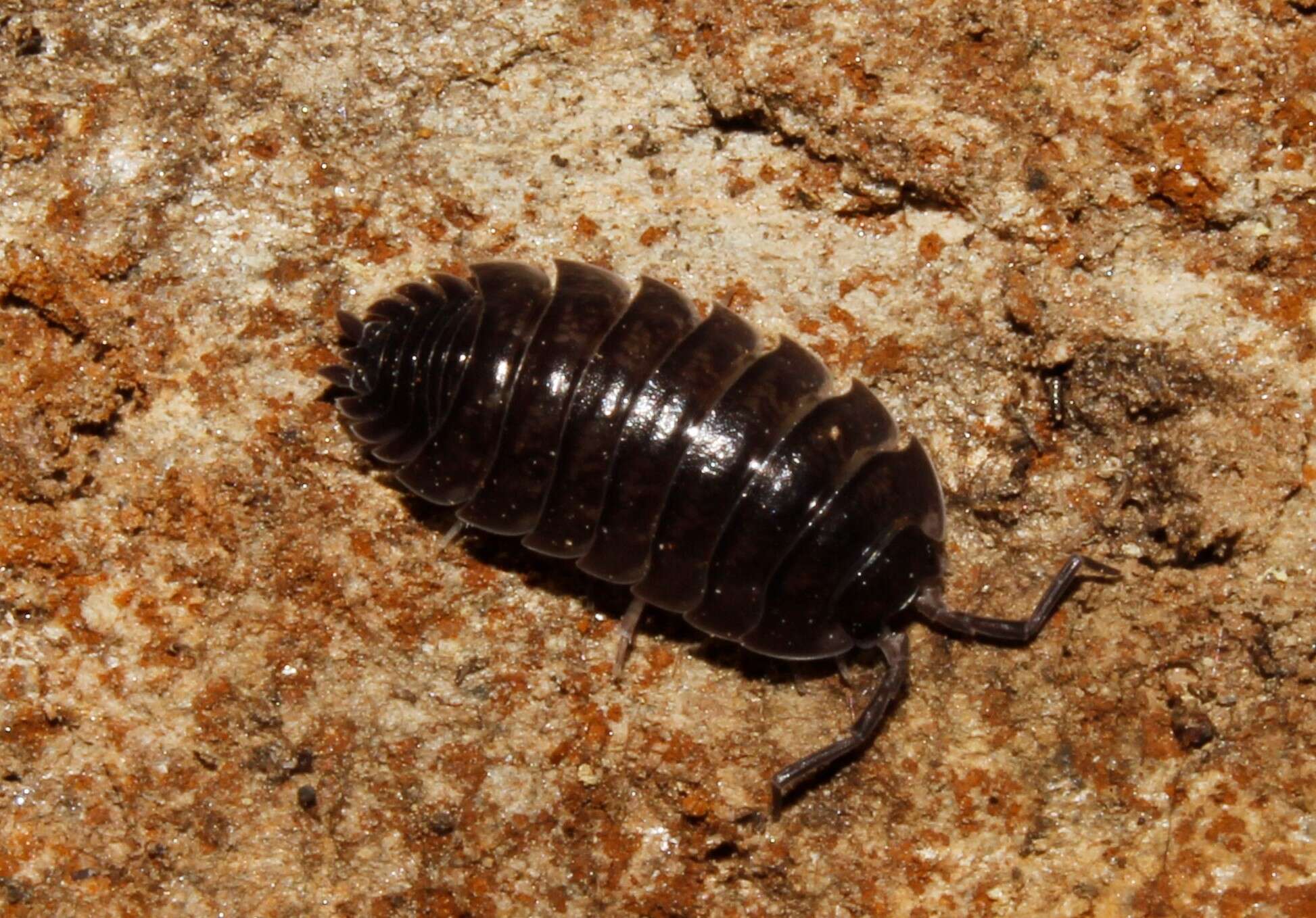 Image of Porcellio obsoletus Budde-Lund 1885