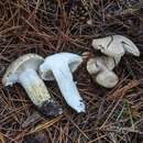 Hygrophorus pinophilus E. Larss., Sesli & Loizides的圖片