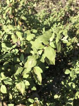 Image of San Diego bur ragweed