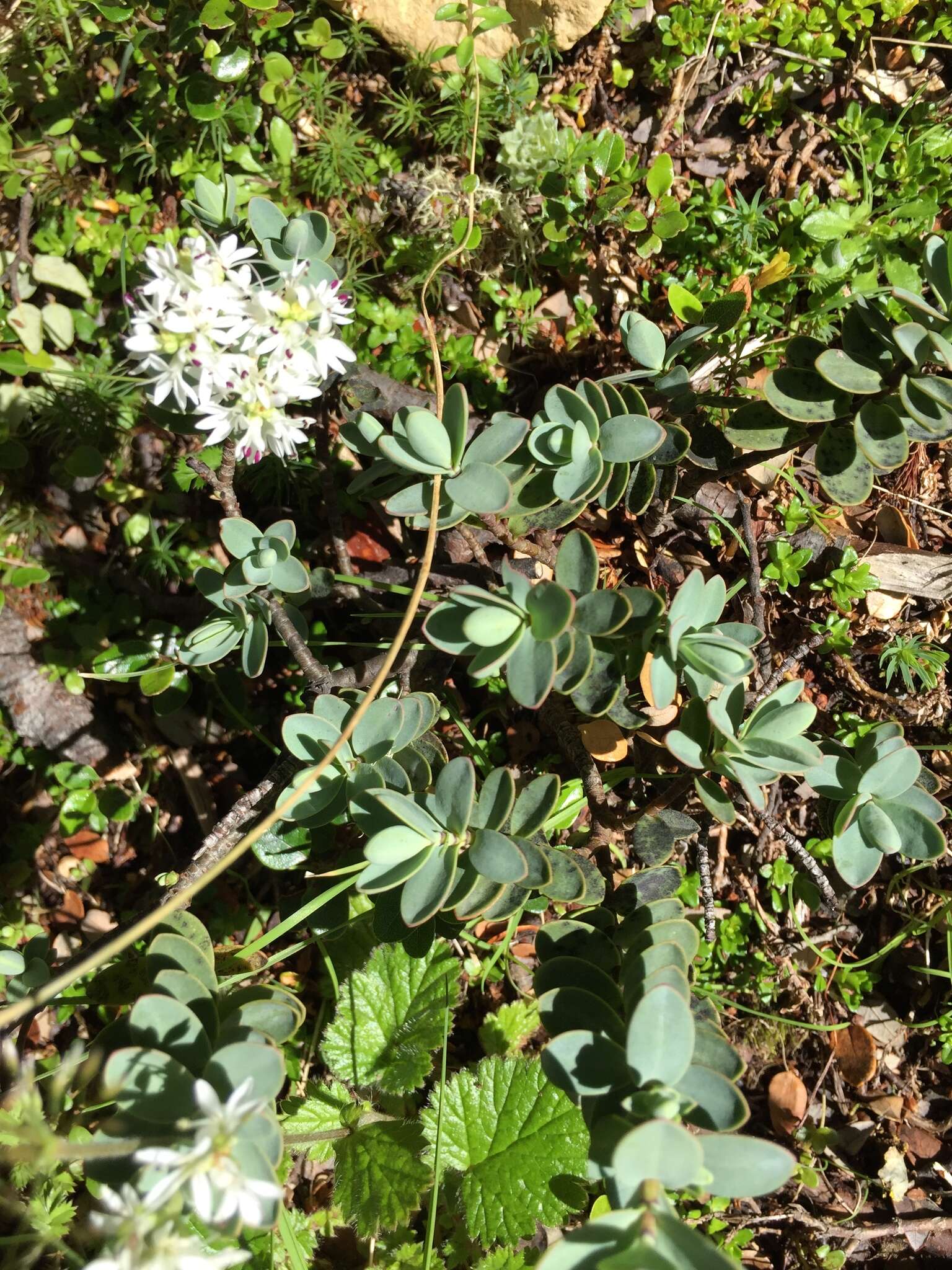 Image of Veronica pinguifolia Hook. fil.