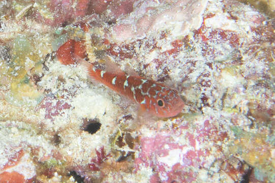 Image of Caesiura dwarfgoby