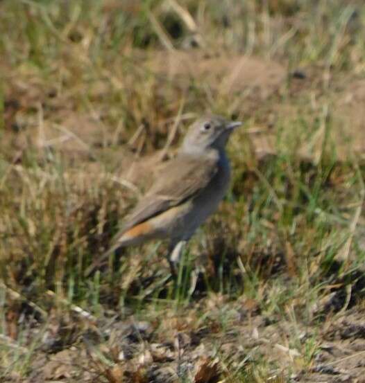 Image of Oenanthe familiaris actuosa (Clancey 1966)