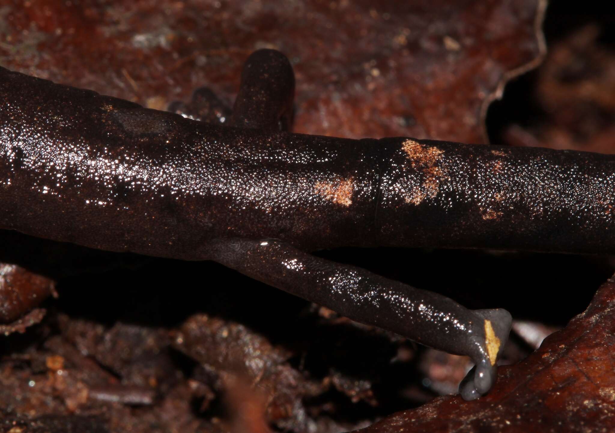 Image of Conant's Mushroomtongue Salamander